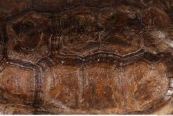 Photo Textures of Tortoise Shell